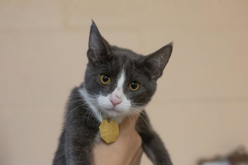 Becca, a cat for adoption from Humane Society of North Central Arkansas