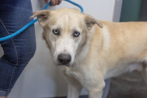 Blitz, a dog for adoption from Humane Society of North Central Arkansas