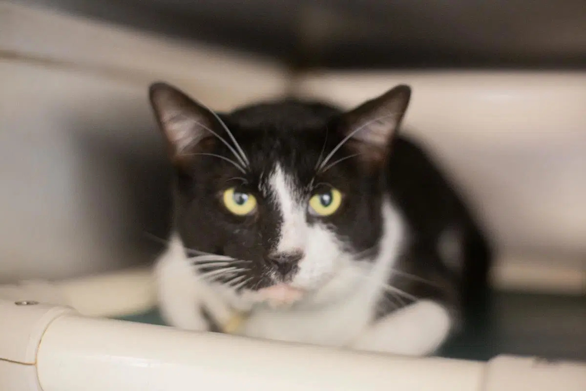 Tux - Domestic Short Hair