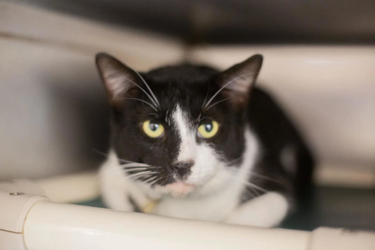 Tux