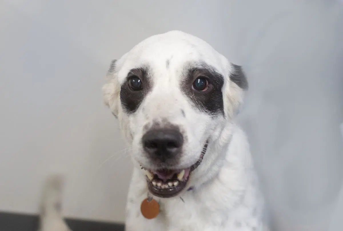 Hope - Border Collie