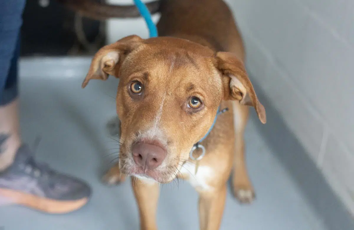 Zeus - Pit Bull Terrier