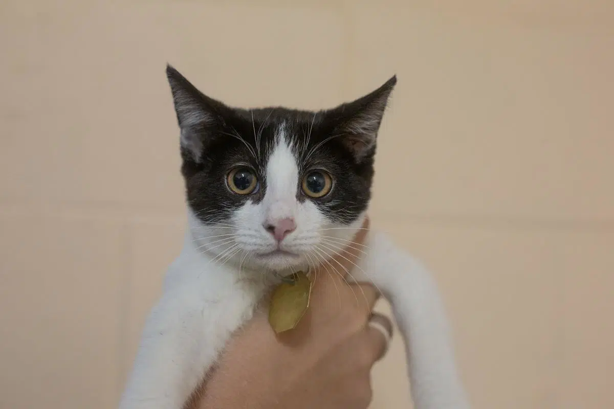 Myka - Domestic Short Hair