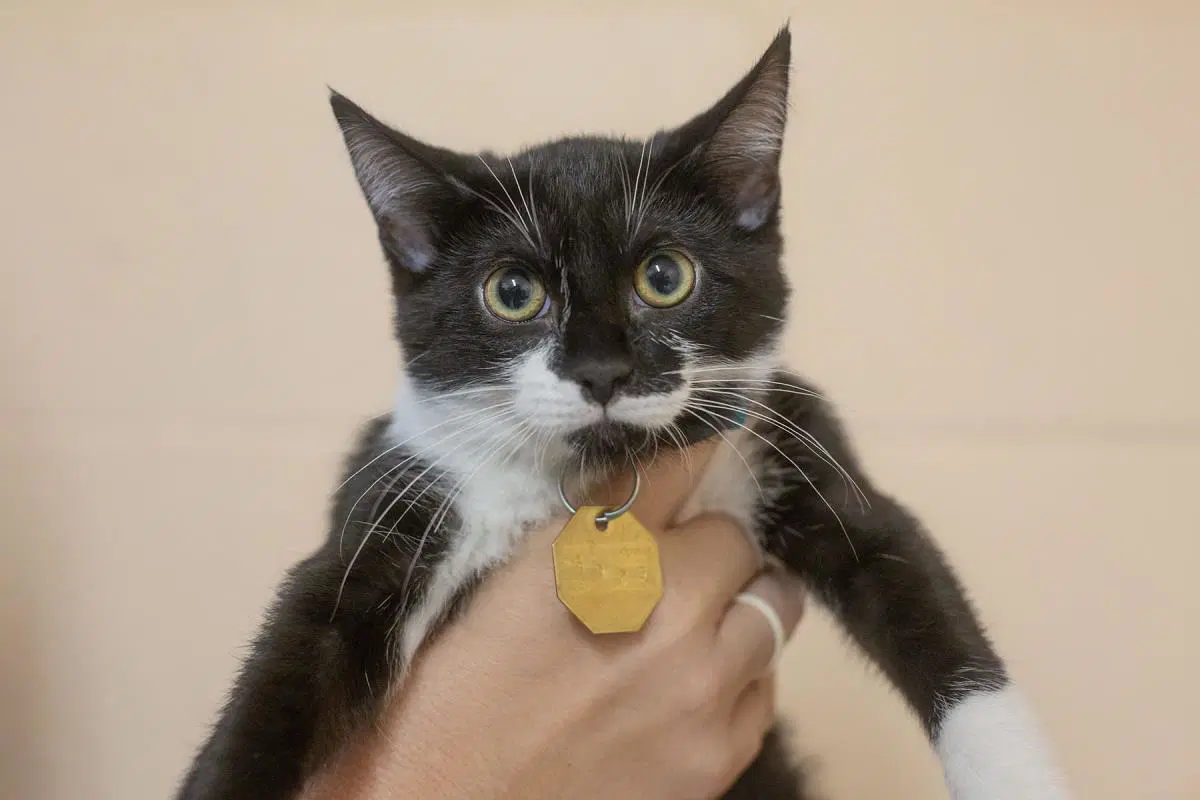Kona - Domestic Short Hair