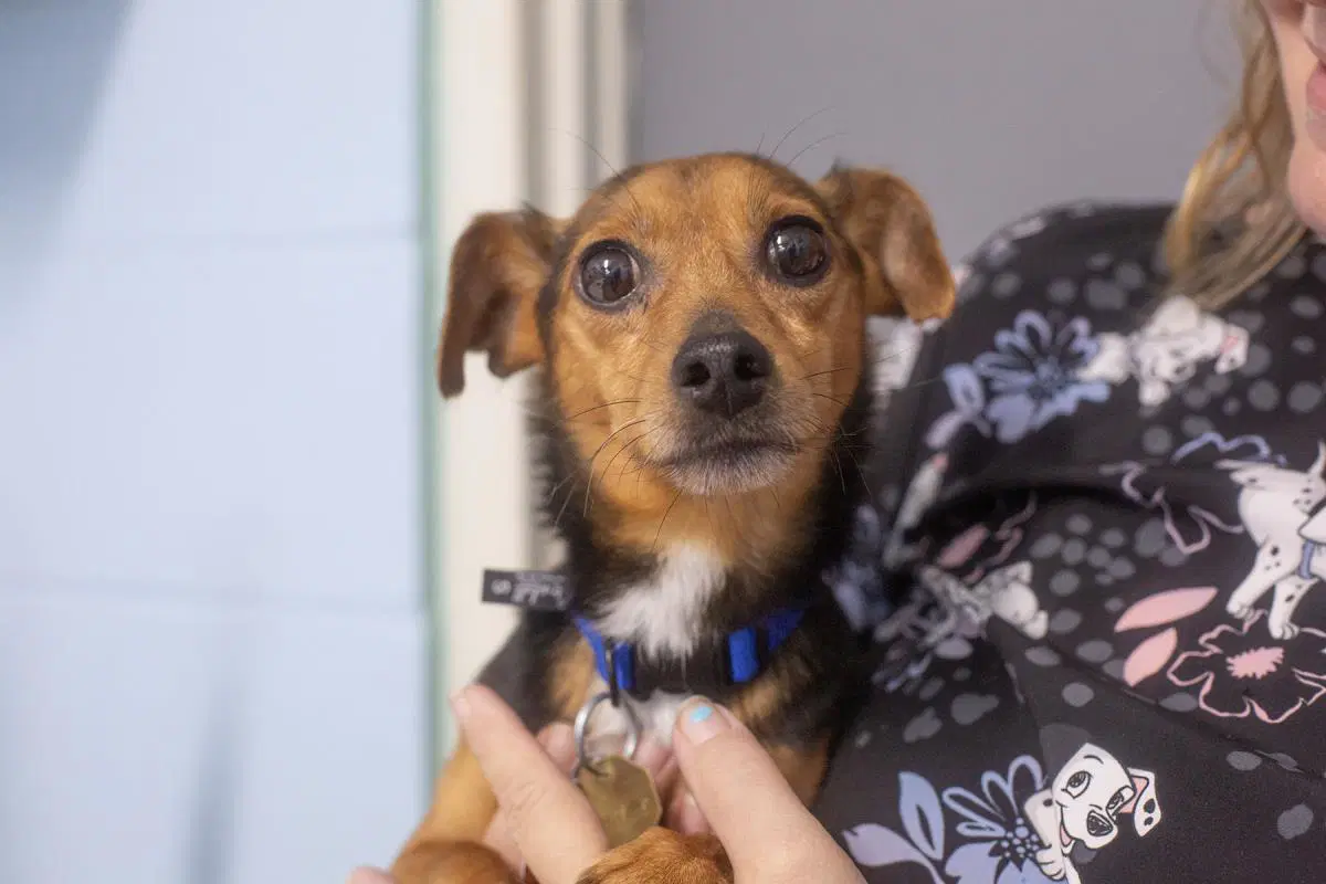 Spike - Dachshund