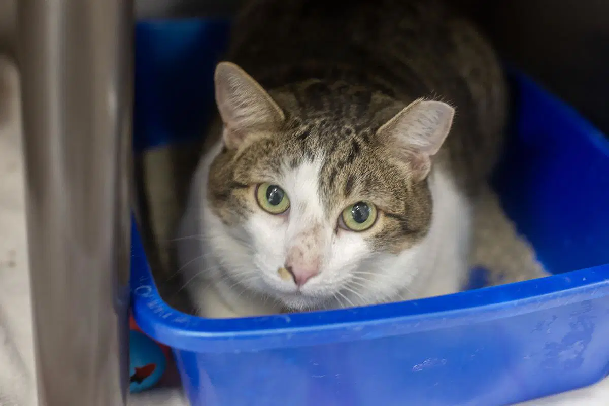 Star - Domestic Short Hair