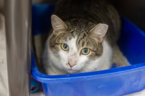 Star, a cat for adoption from Humane Society of North Central Arkansas