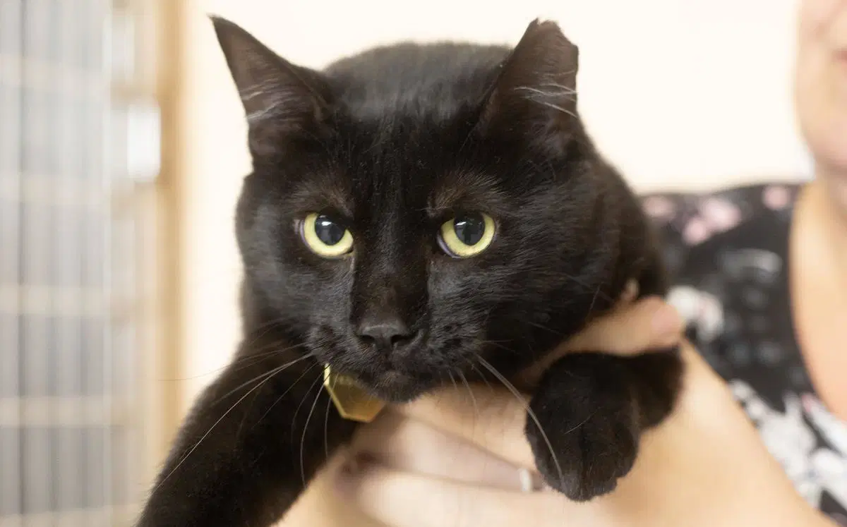 Bowie - Domestic Short Hair