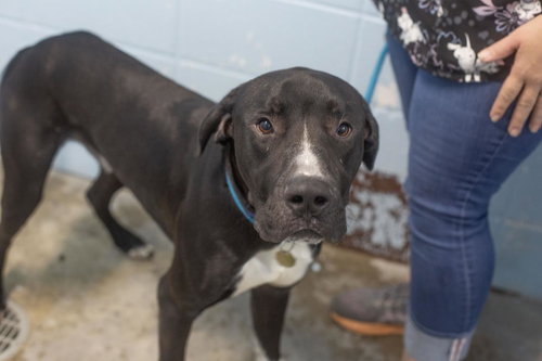 Wilson, a dog for adoption from Humane Society of North Central Arkansas