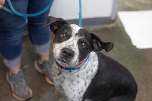 Doge, a dog for adoption from Humane Society of North Central Arkansas