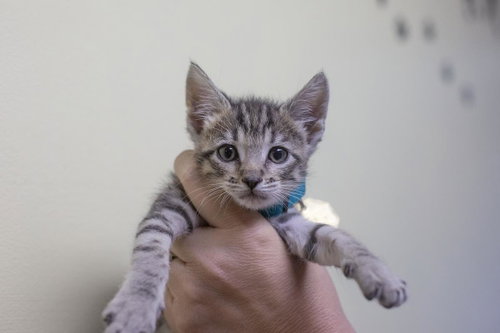 Kimmie, a cat for adoption from Humane Society of North Central Arkansas