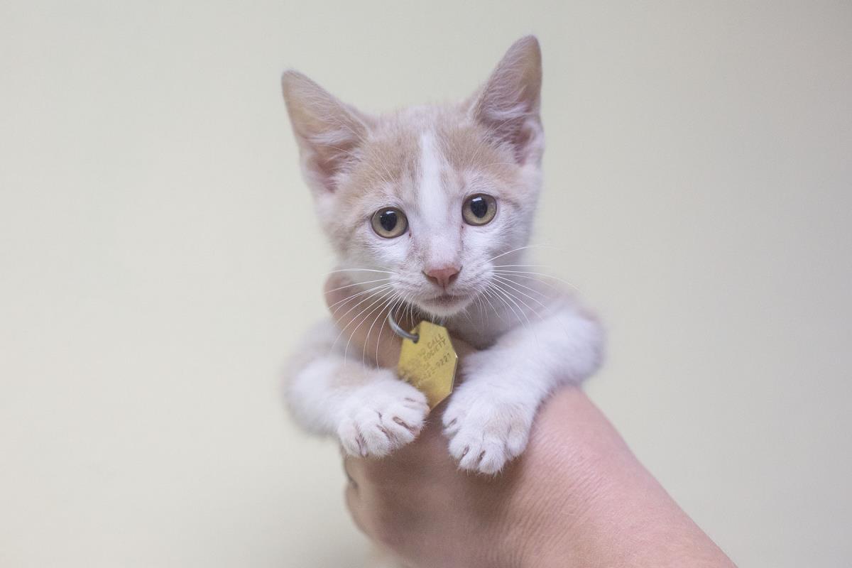 Weasley, Domestic Short Hair