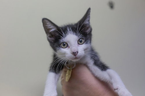 Wednesday, a cat for adoption from Humane Society of North Central Arkansas