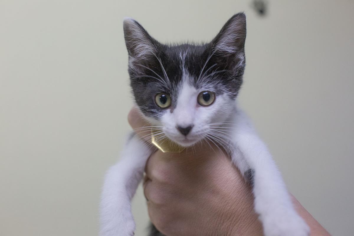 Enid, Domestic Short Hair