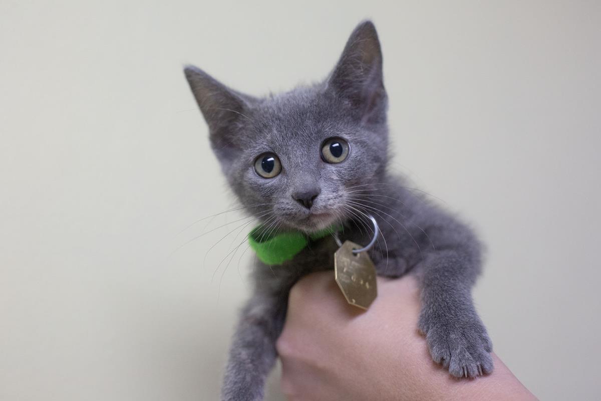 Morticia, Domestic Short Hair