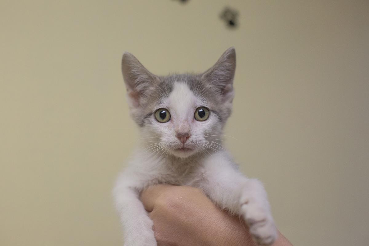Pugsley, Domestic Short Hair