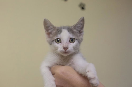 Pugsley, a cat for adoption from Humane Society of North Central Arkansas