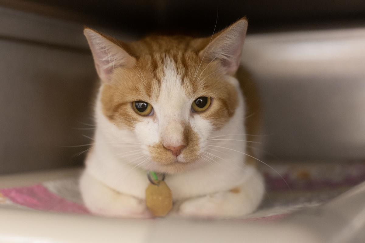 Ceasar, Domestic Short Hair