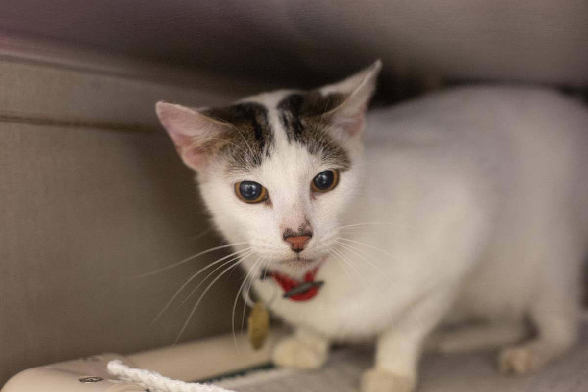 Archie, Domestic Short Hair