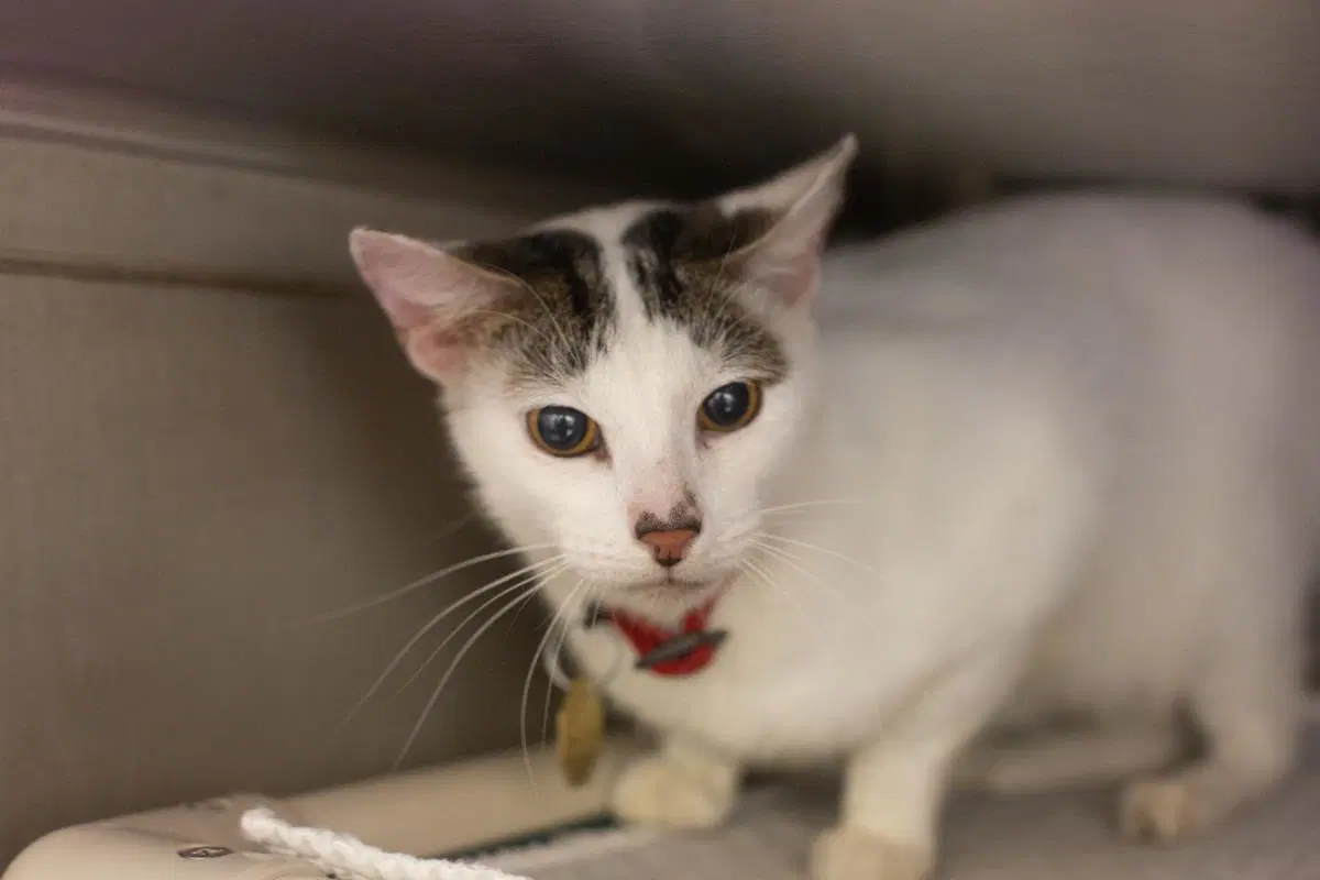 Archie - Domestic Short Hair