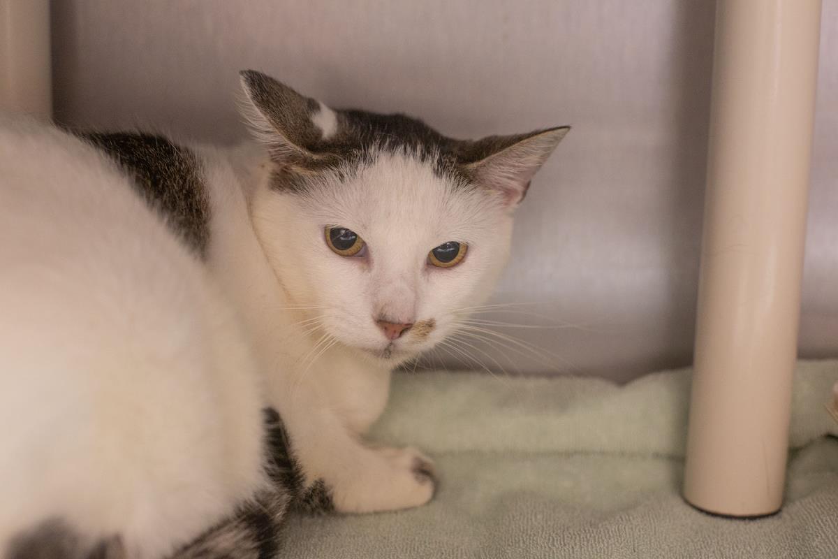 Coconut, Domestic Short Hair