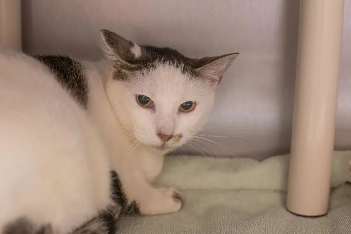 Coconut - Domestic Short Hair