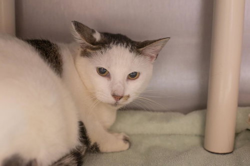 Coconut, a cat for adoption from Humane Society of North Central Arkansas
