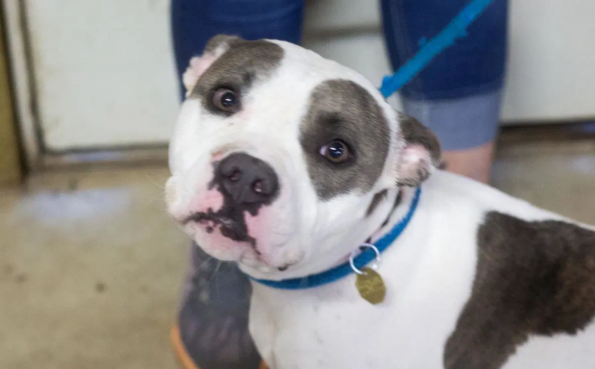 Zoey - Pit Bull Terrier