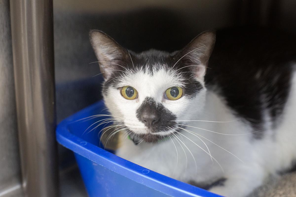 Mojo, Domestic Short Hair