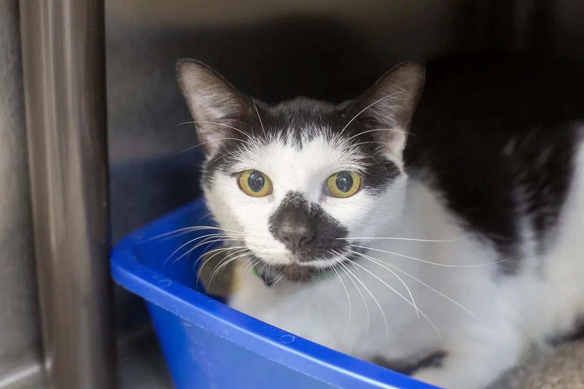 Mojo - Domestic Short Hair