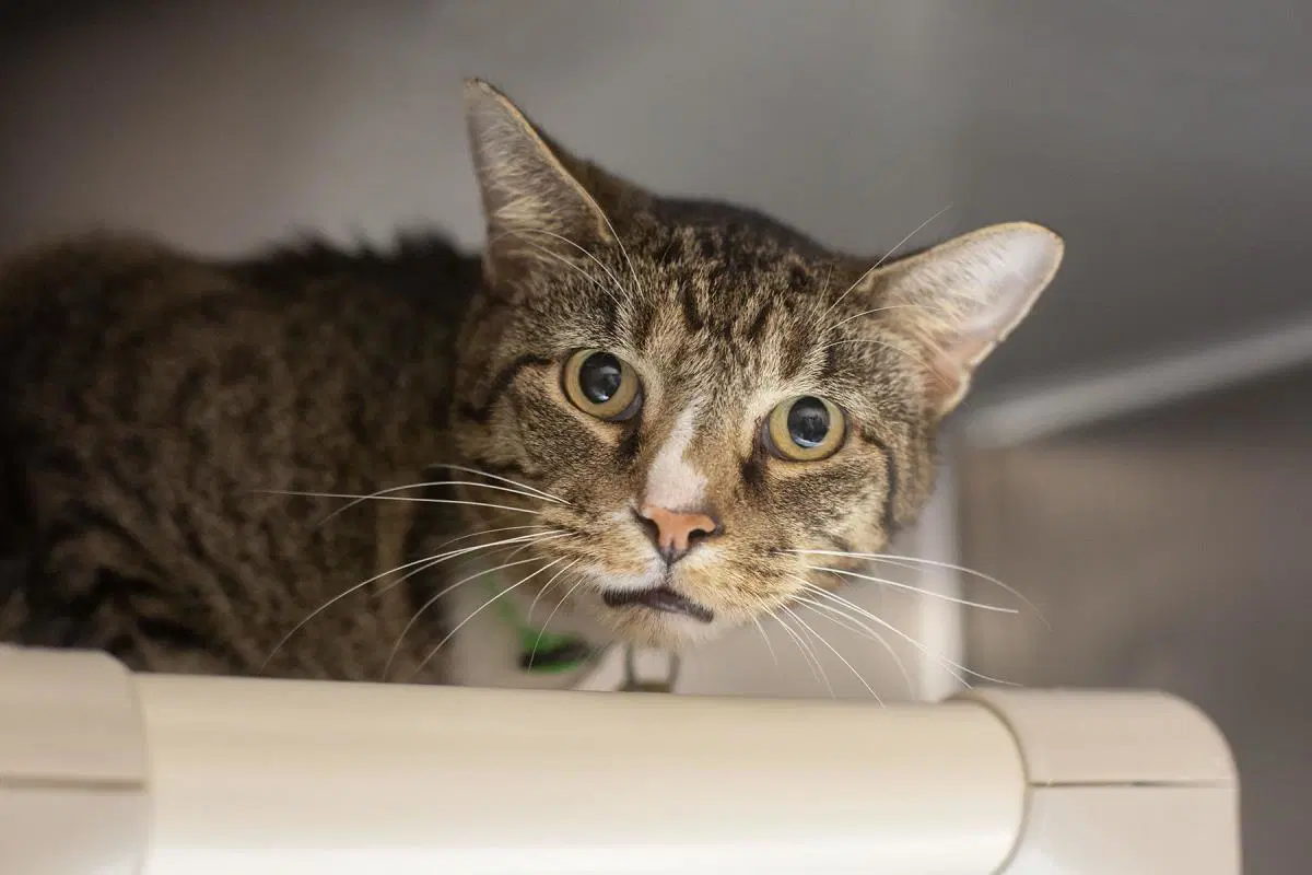 Clint - Domestic Short Hair