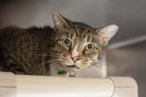 Clint, a cat for adoption from Humane Society of North Central Arkansas