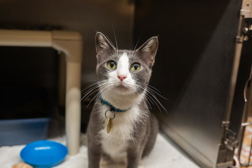 Dre, a cat for adoption from Humane Society of North Central Arkansas