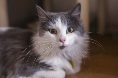 Punkin, a cat for adoption from Humane Society of North Central Arkansas