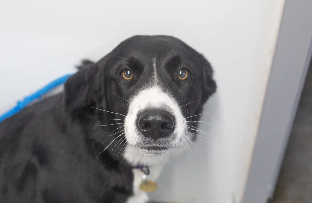 Oreo - Border Collie