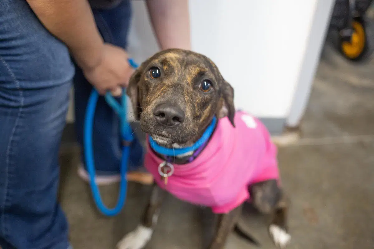 Baby Girl - Mountain Cur