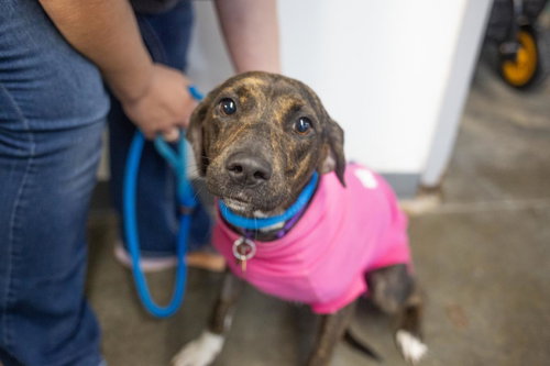 Baby Girl, a dog for adoption from Humane Society of North Central Arkansas