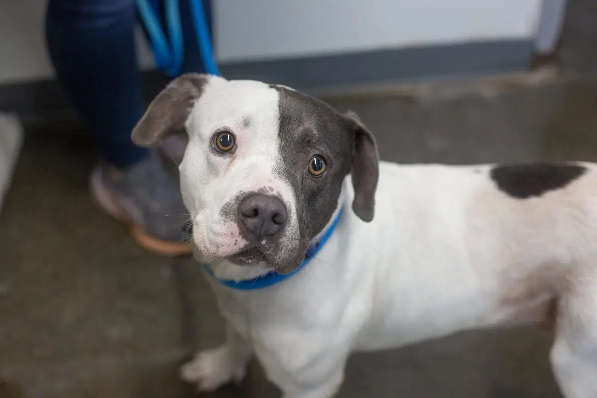 Bluey - Pit Bull Terrier