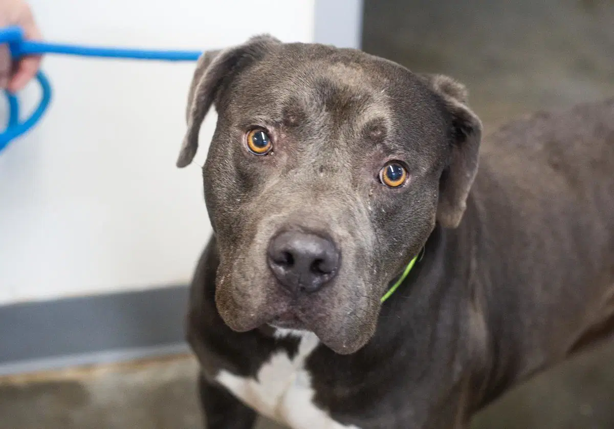 Hulk - Pit Bull Terrier