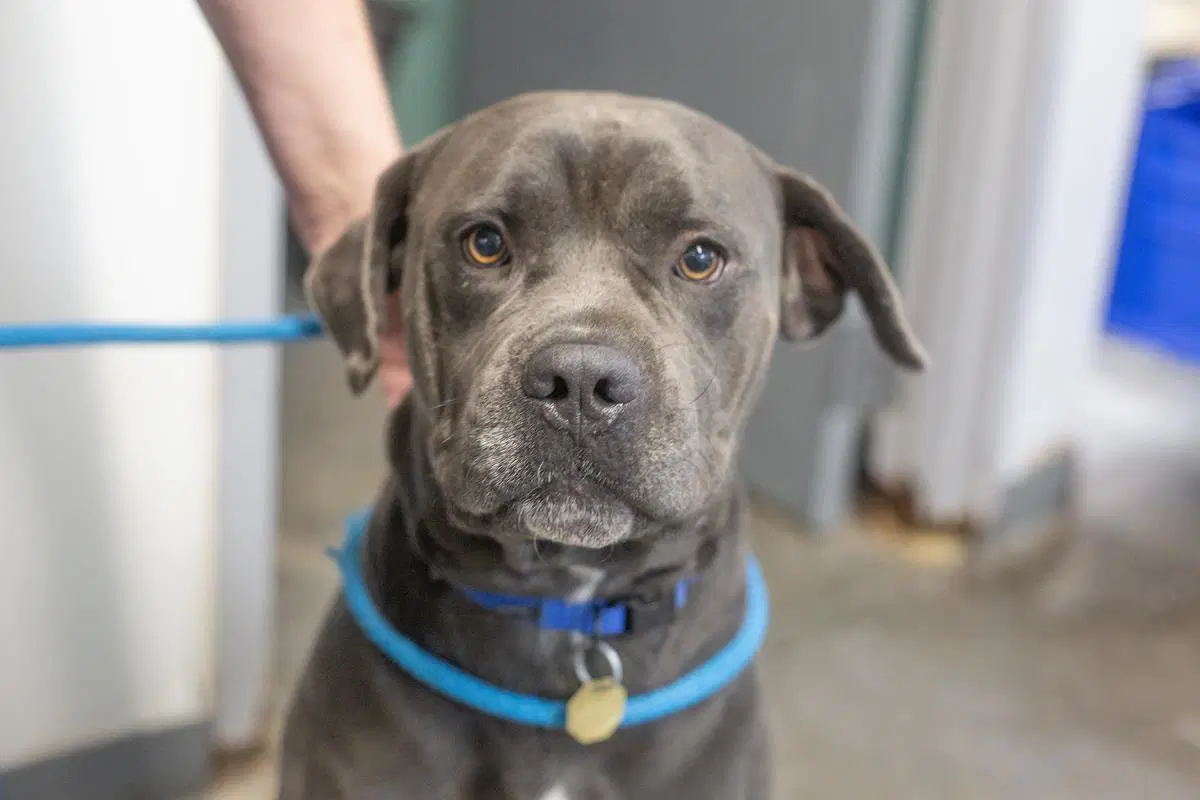 Tank - Pit Bull Terrier
