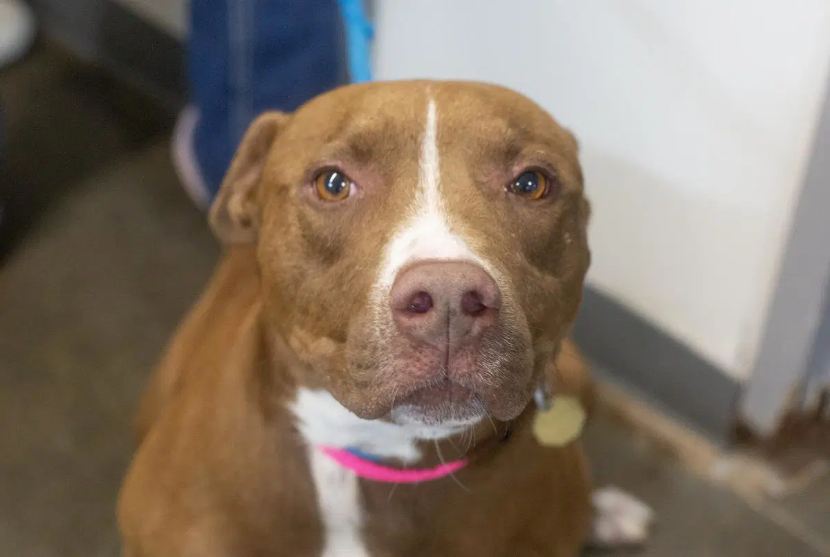Tundra - Pit Bull Terrier