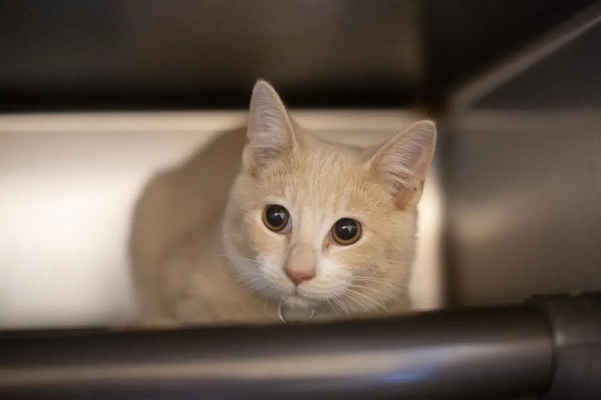 Scottie - Domestic Short Hair