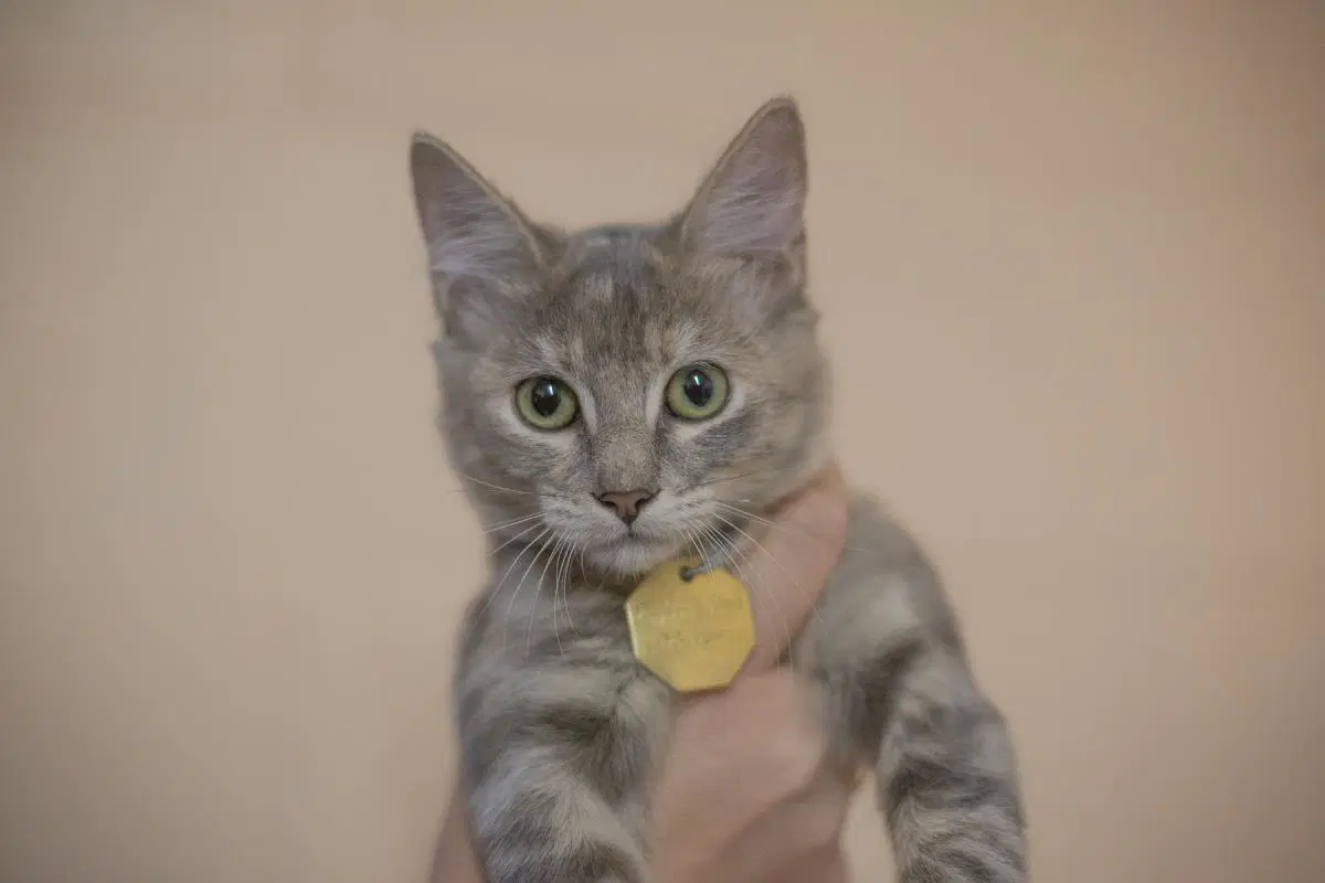 Willow - Domestic Long Hair