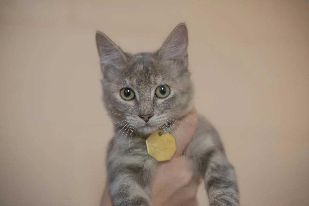 Willow