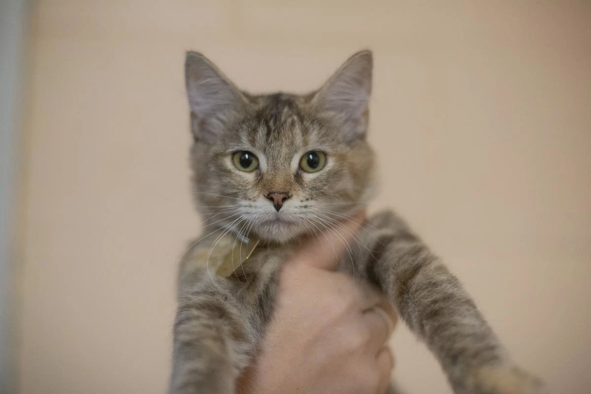 Piper