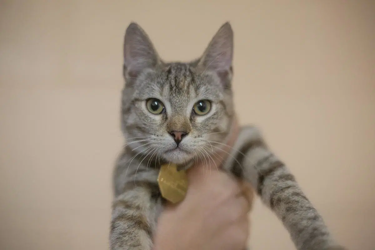 Tot - Domestic Short Hair