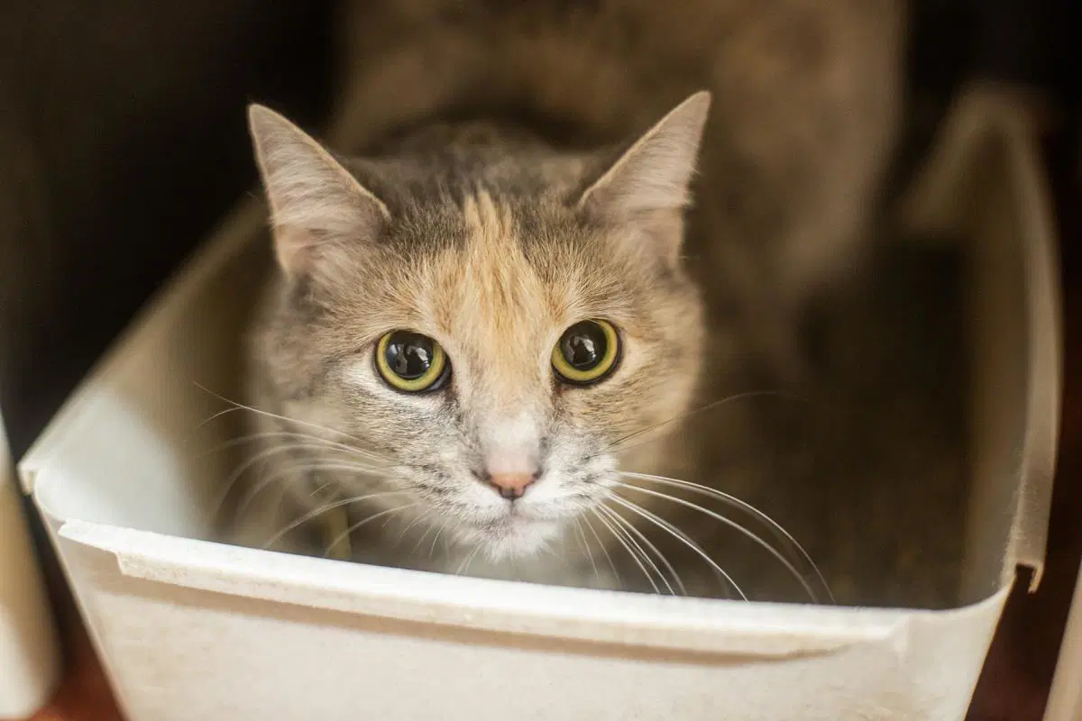 Cindy - Domestic Short Hair