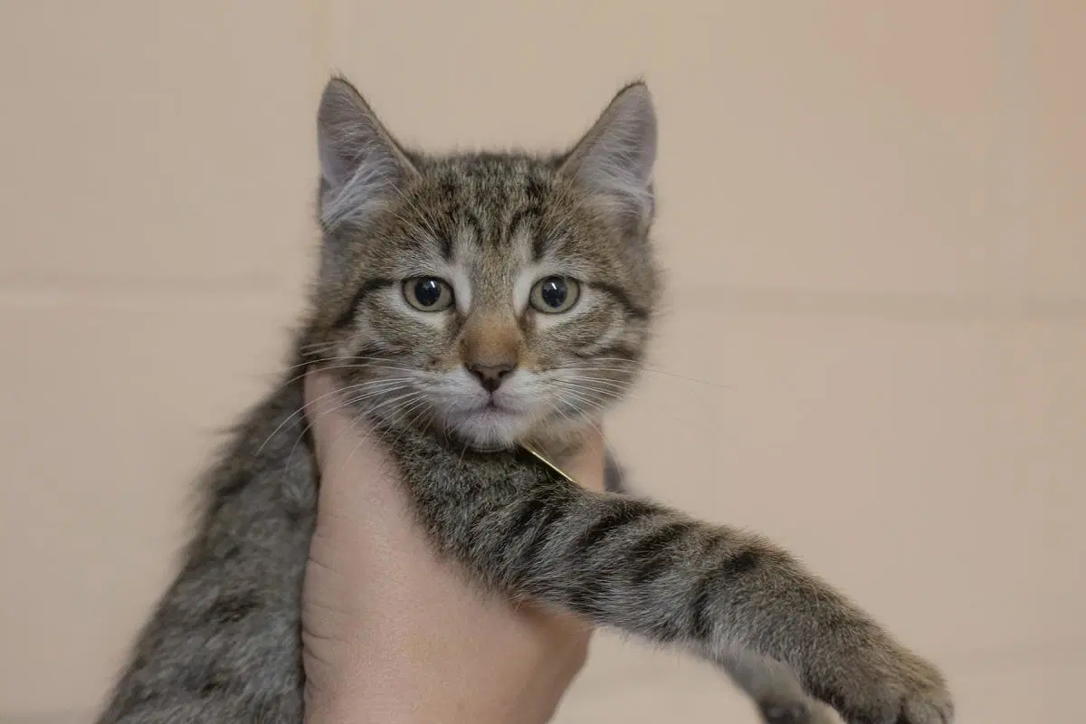 Reggie - Domestic Medium Hair