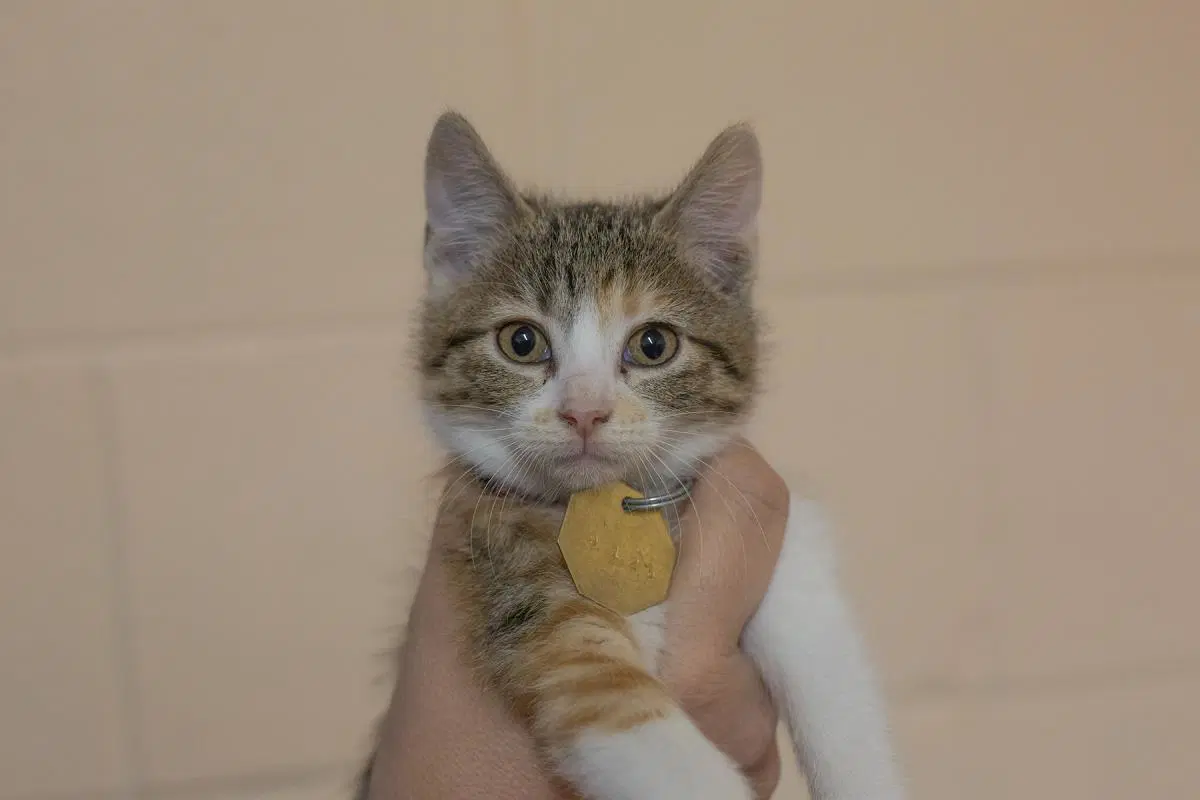 Callie - Torbie