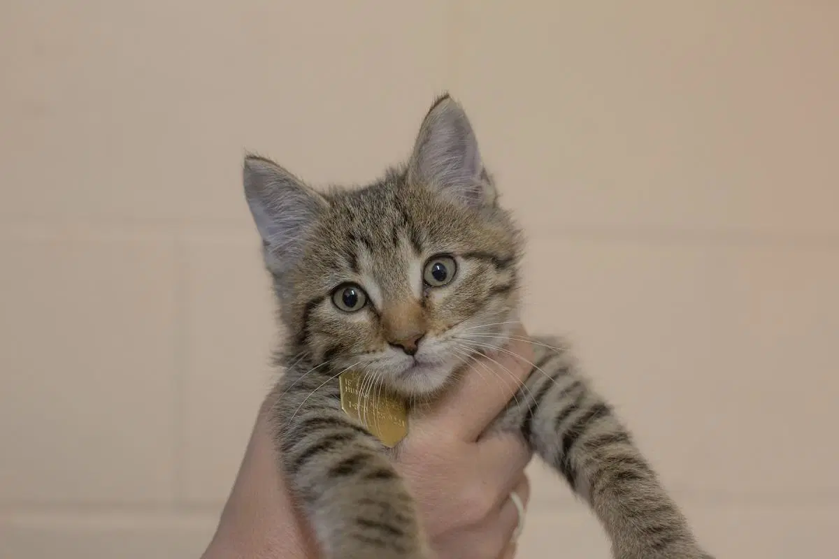 Jiminy Cricket - Domestic Short Hair